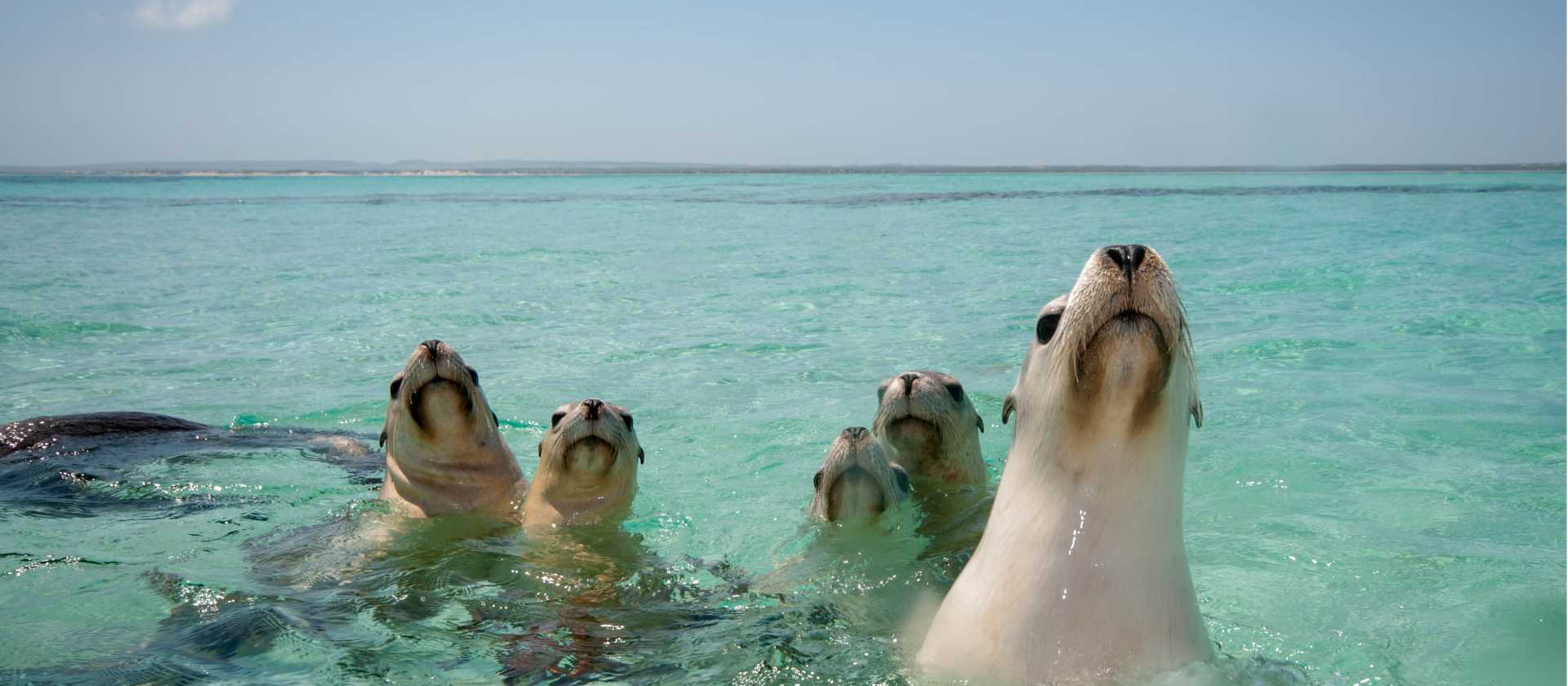 Playful seals, Abrolhos Islands