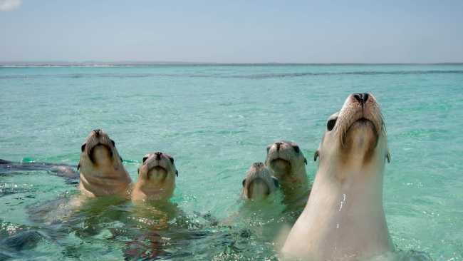 Playful seals, Abrolhos Islands