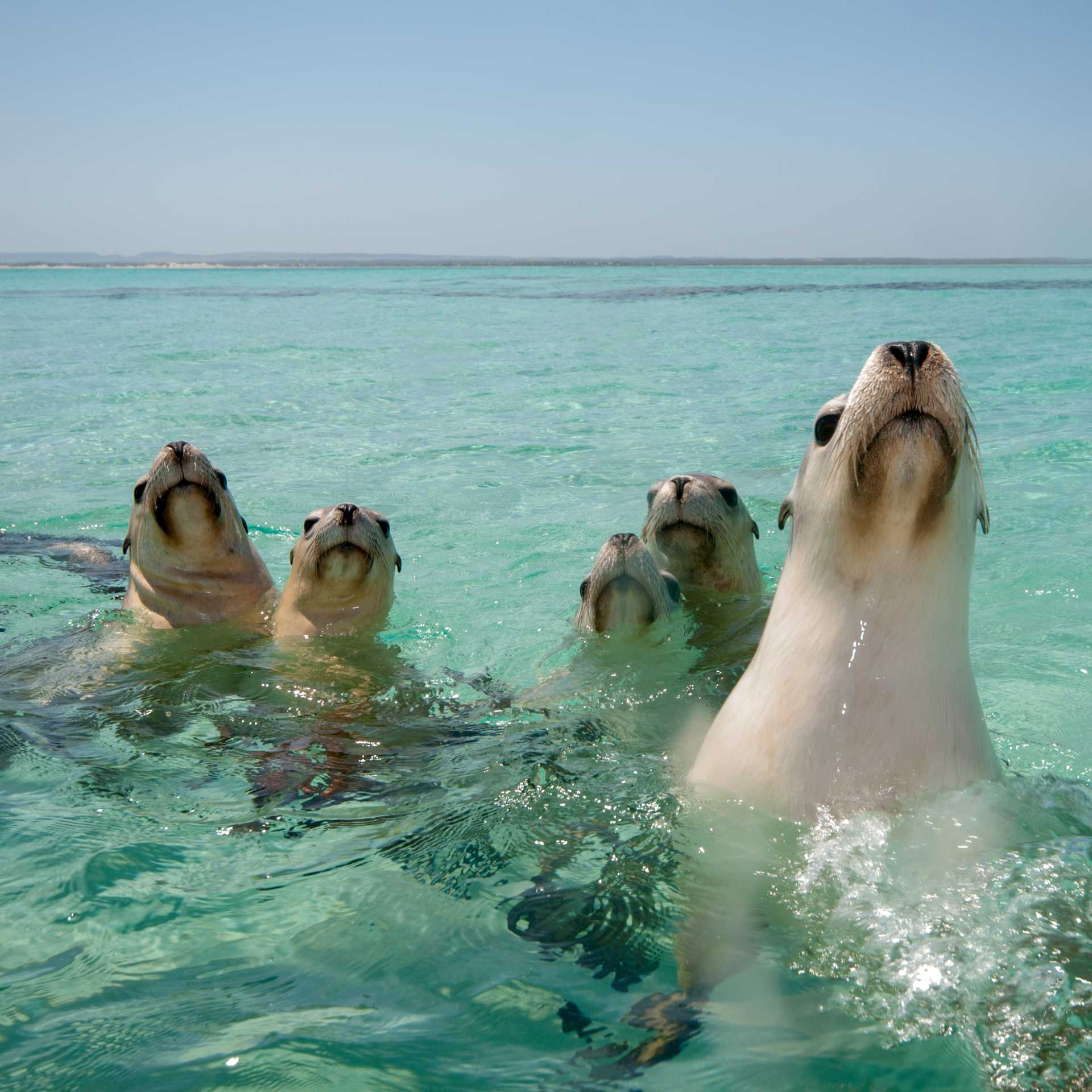 Playful seals, Abrolhos Islands