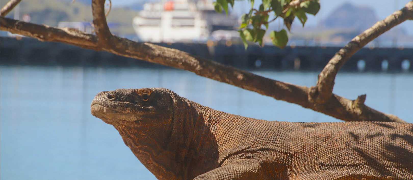 The mighty Komodo Dragon