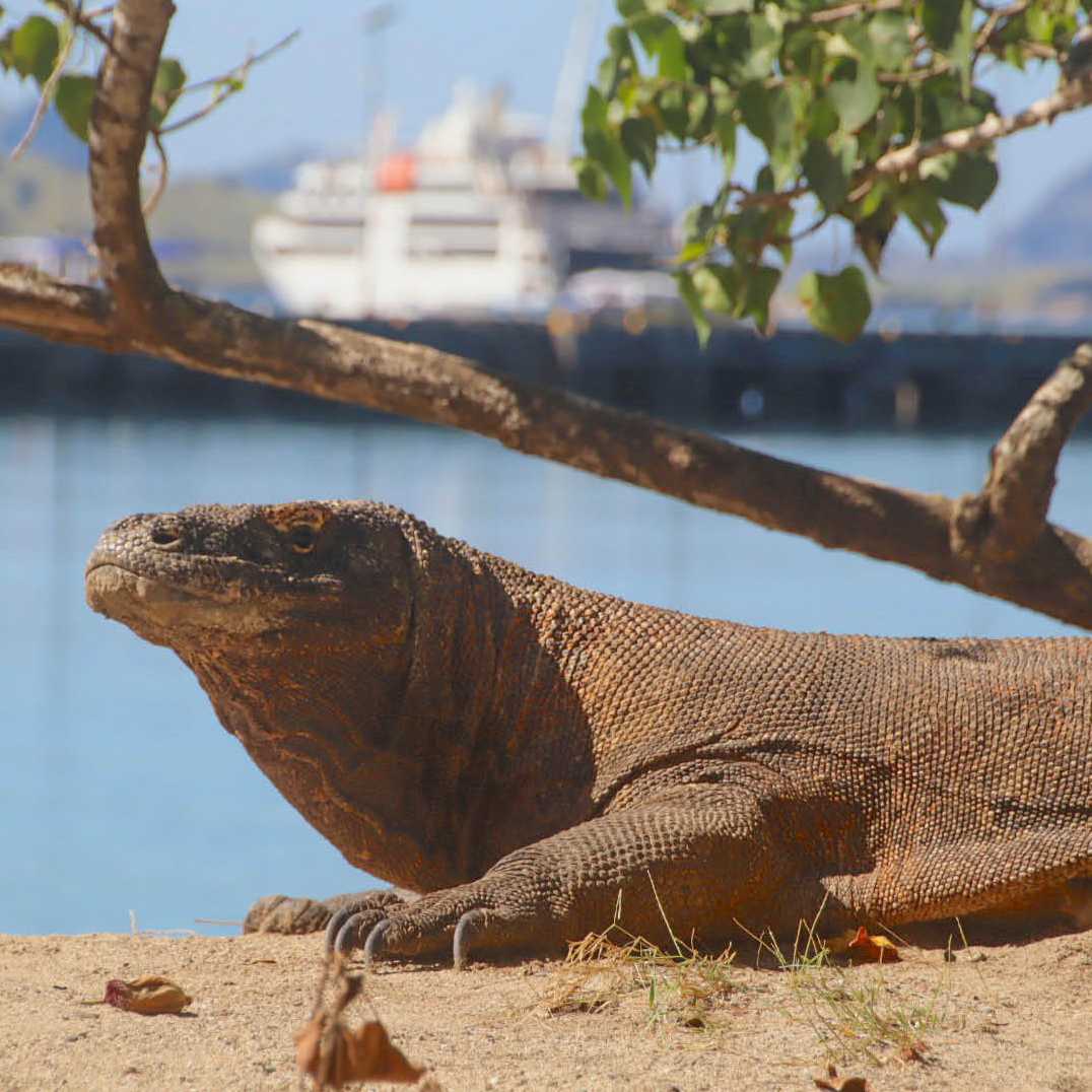 The mighty Komodo Dragon