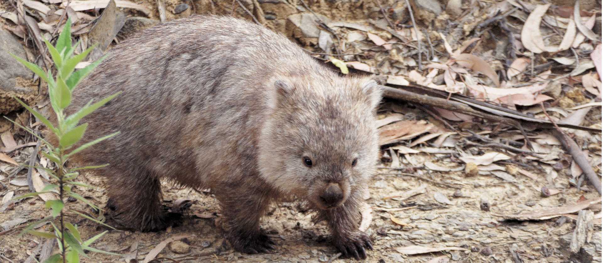 Meeting the locals on Maria Island