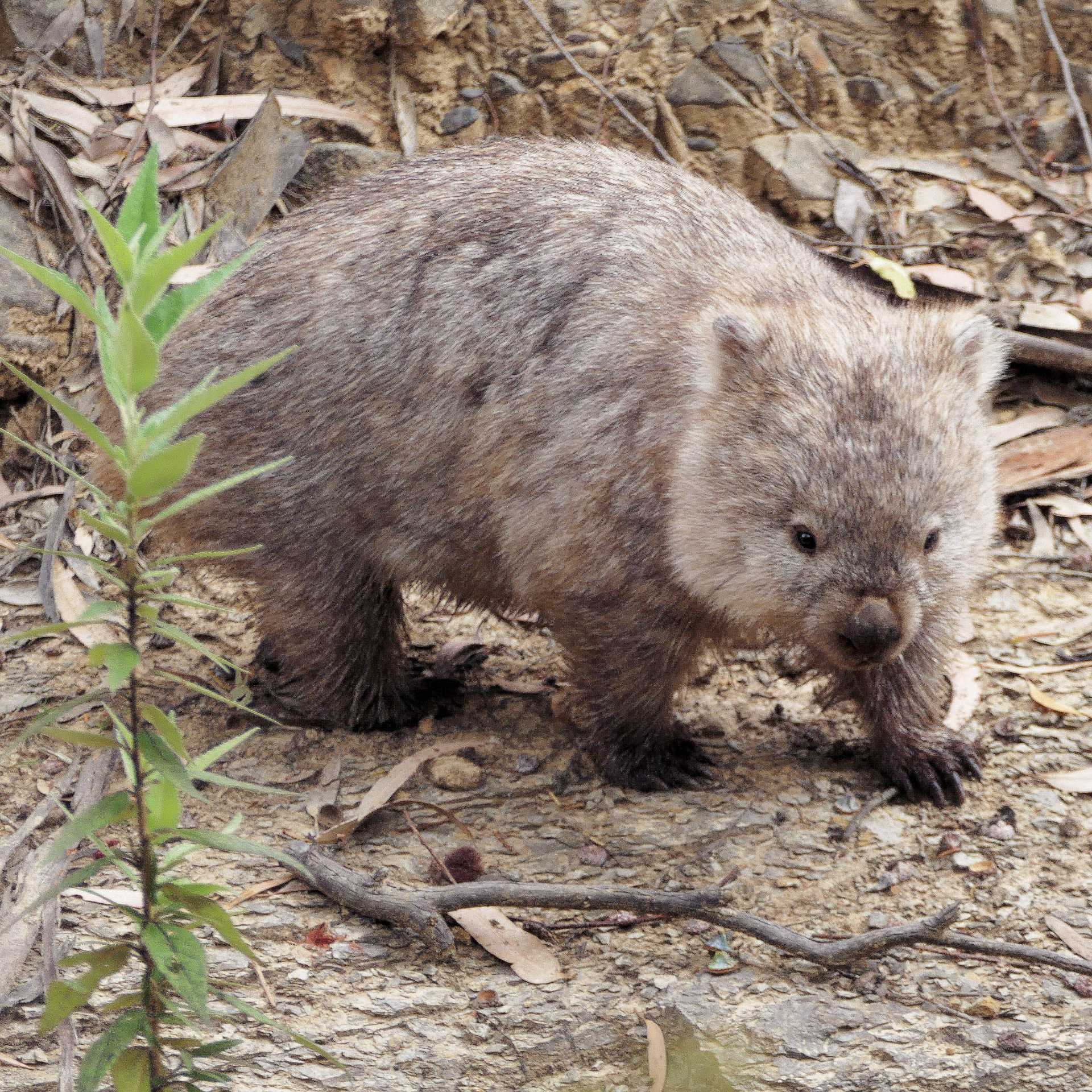 Meeting the locals on Maria Island