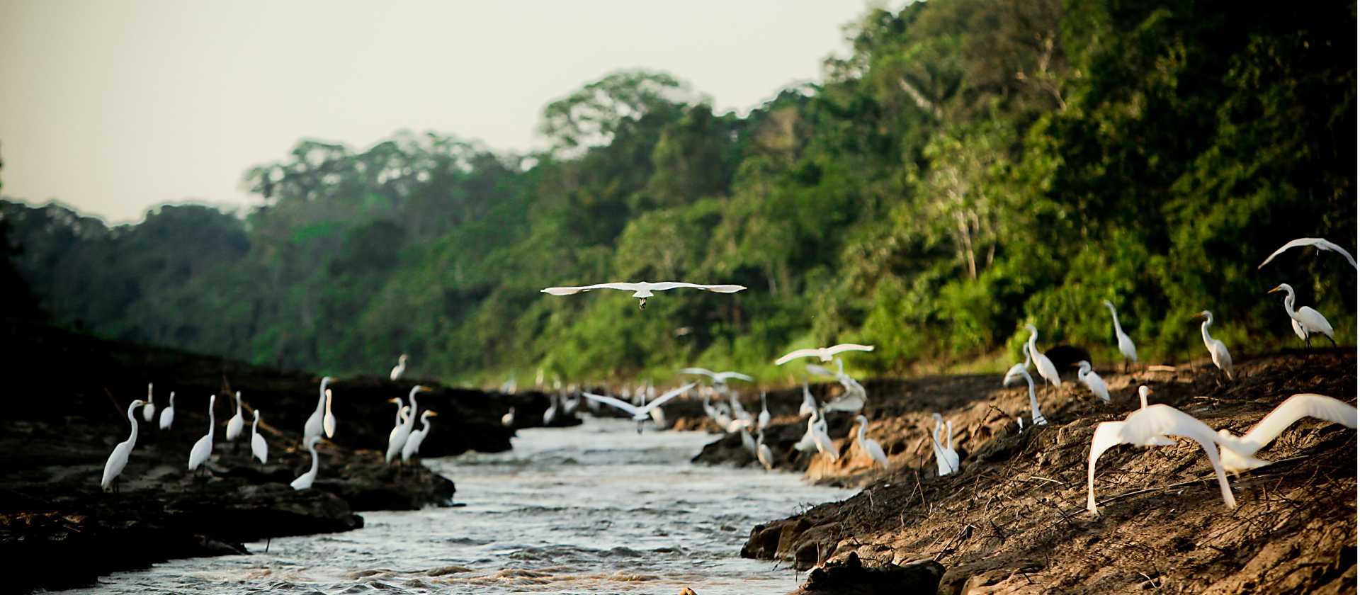 The Peruvian Amazon has a huge array of incredibly diverse bird species