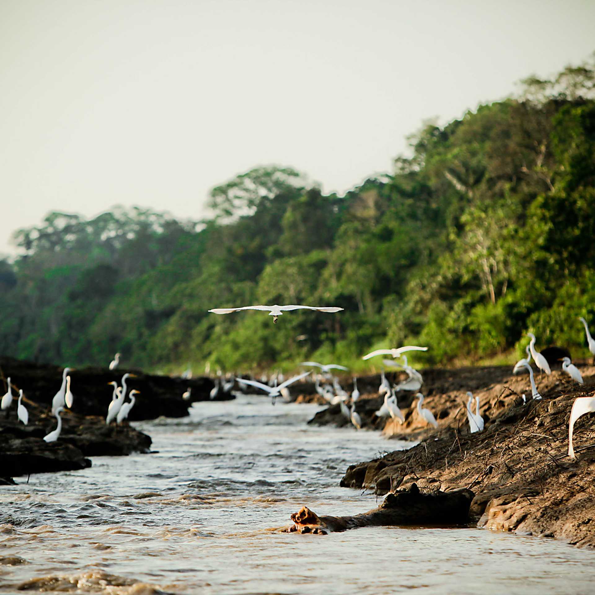 The Peruvian Amazon has a huge array of incredibly diverse bird species