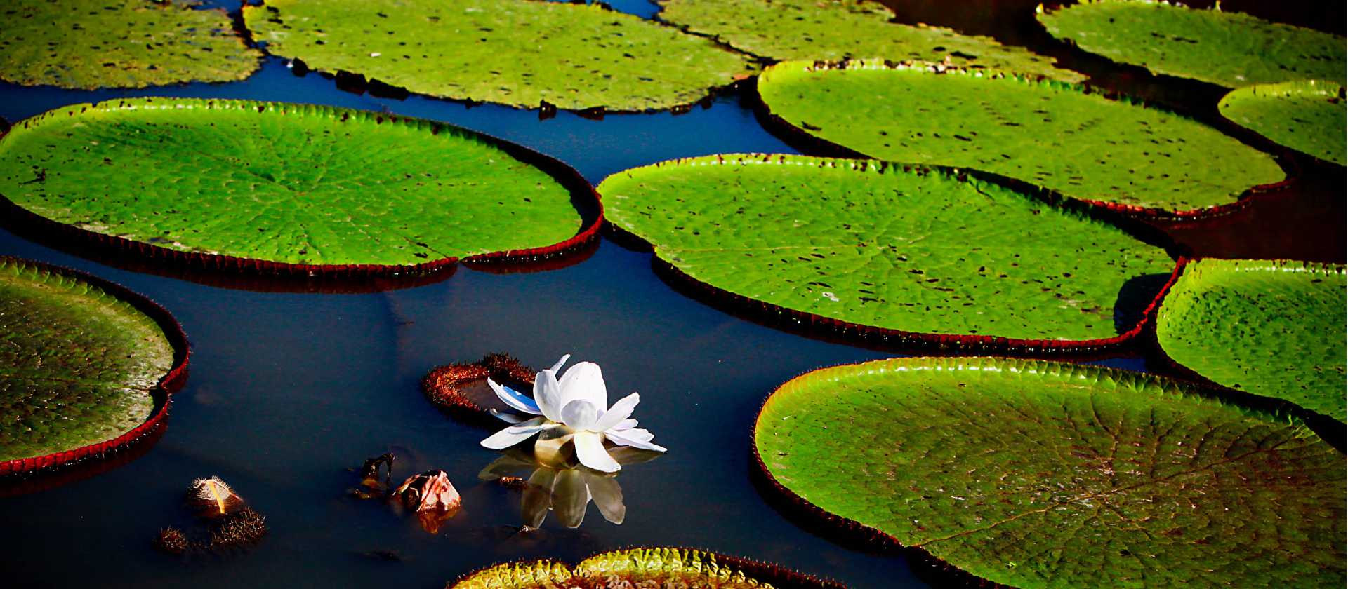 The beautiful Victoria Amazonica, the Queen of the water lilies.
