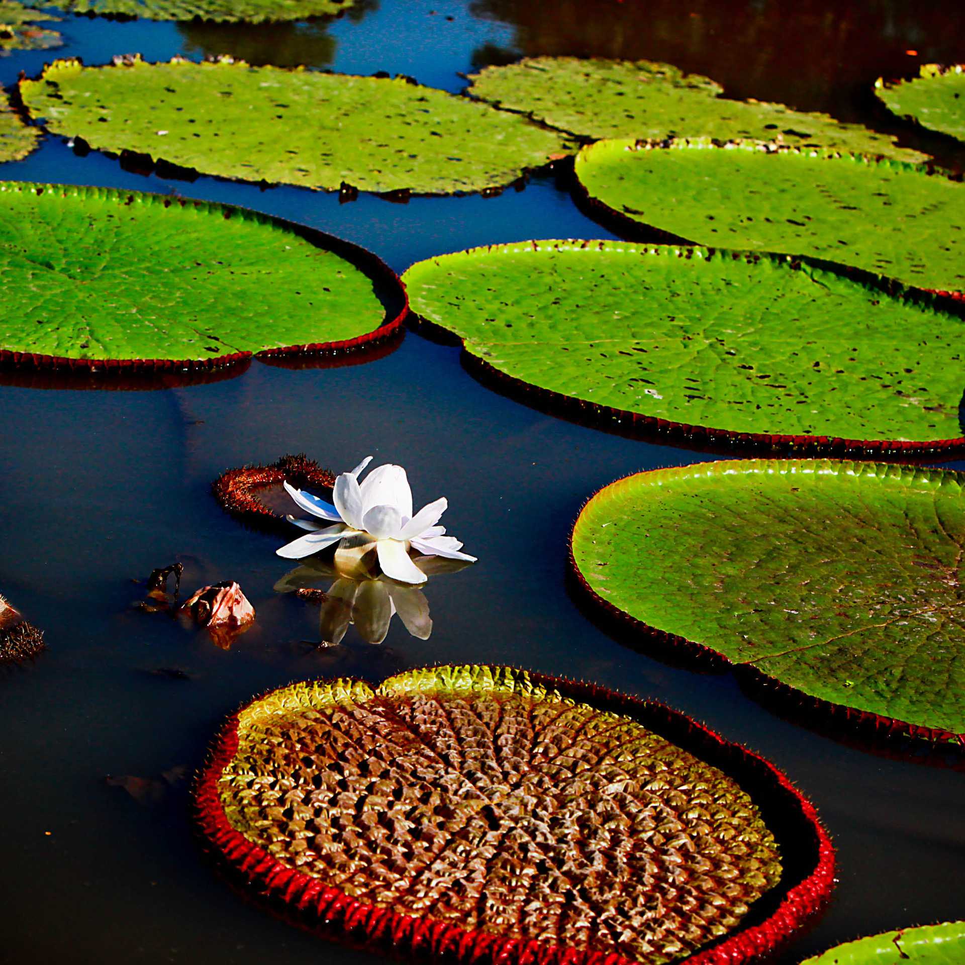 The beautiful Victoria Amazonica, the Queen of the water lilies.