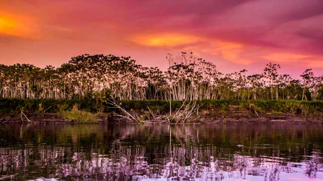 The magical colours and tones of the Amazon jungle, Peru
