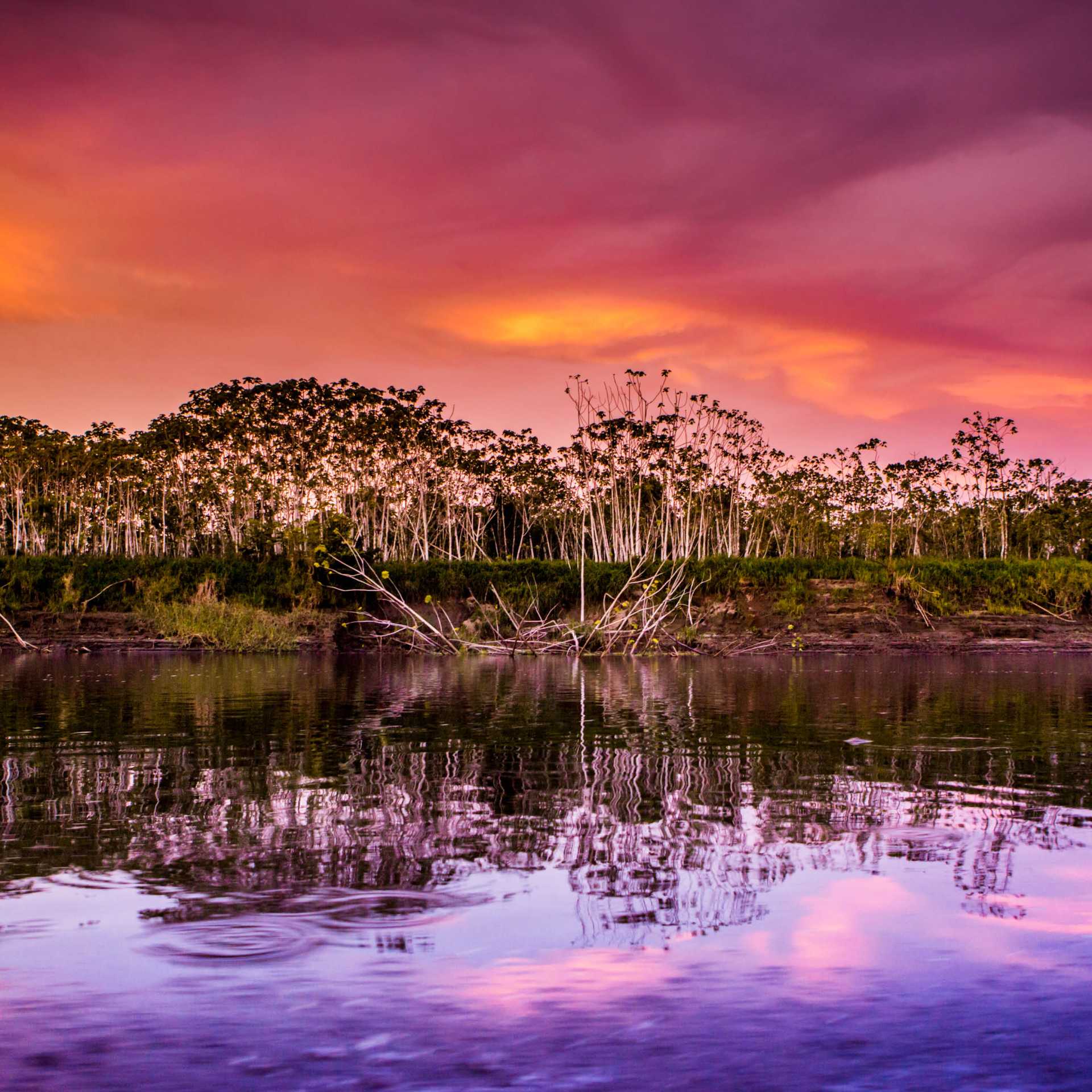 The magical colours and tones of the Amazon jungle, Peru