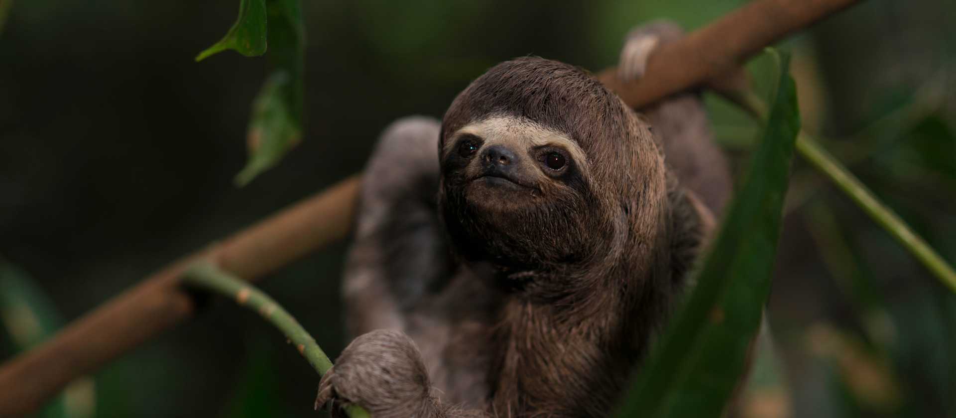 Incredible nature abounds in the Amazon