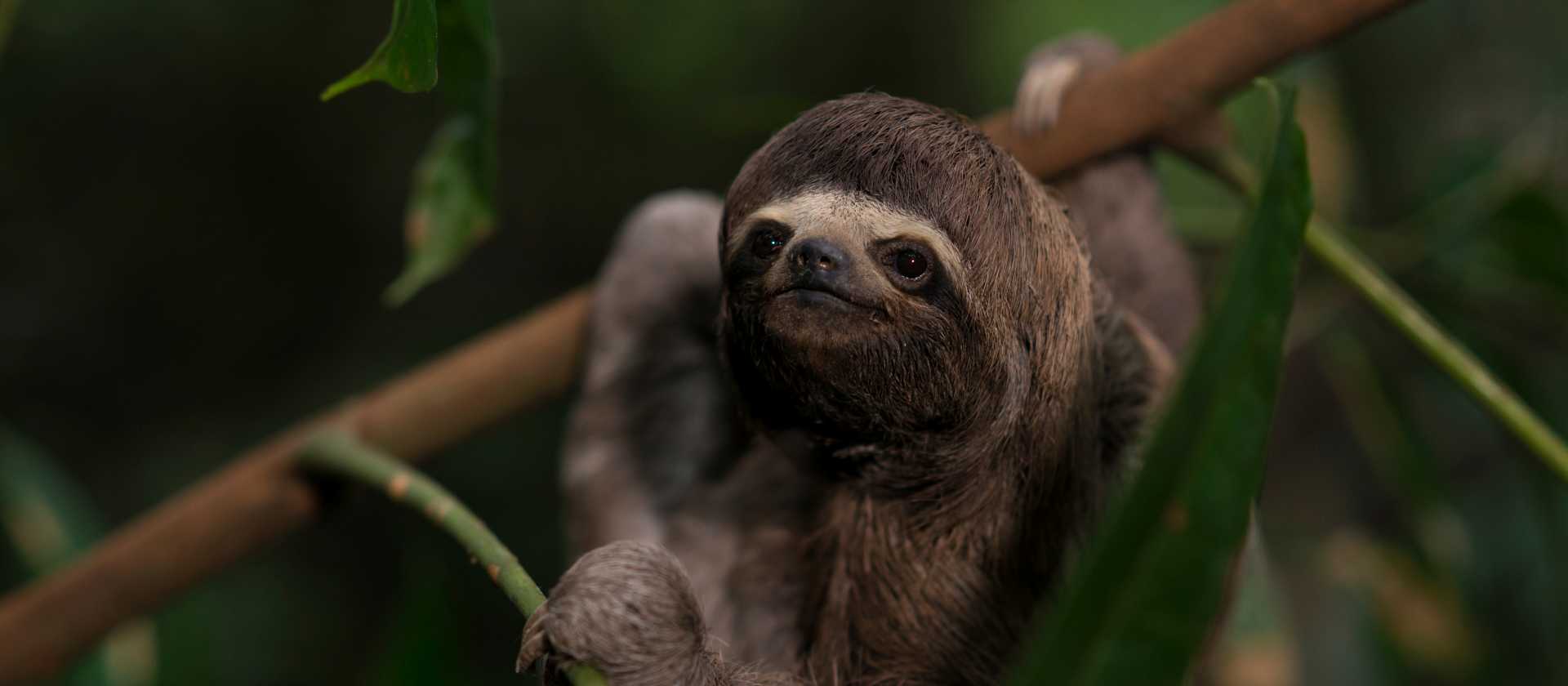 Incredible nature abounds in the Amazon