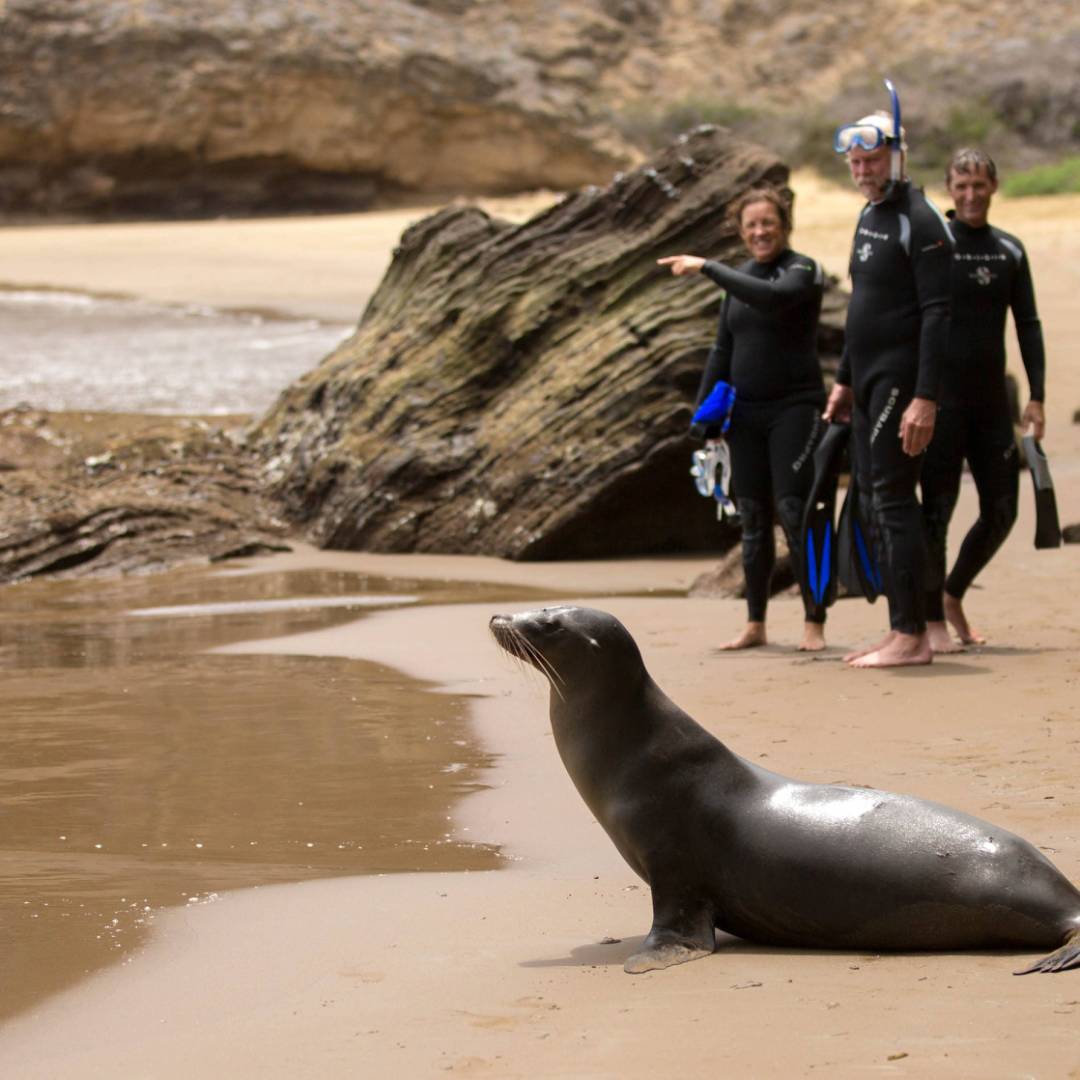 Snorkel gear is provide including wetsuits