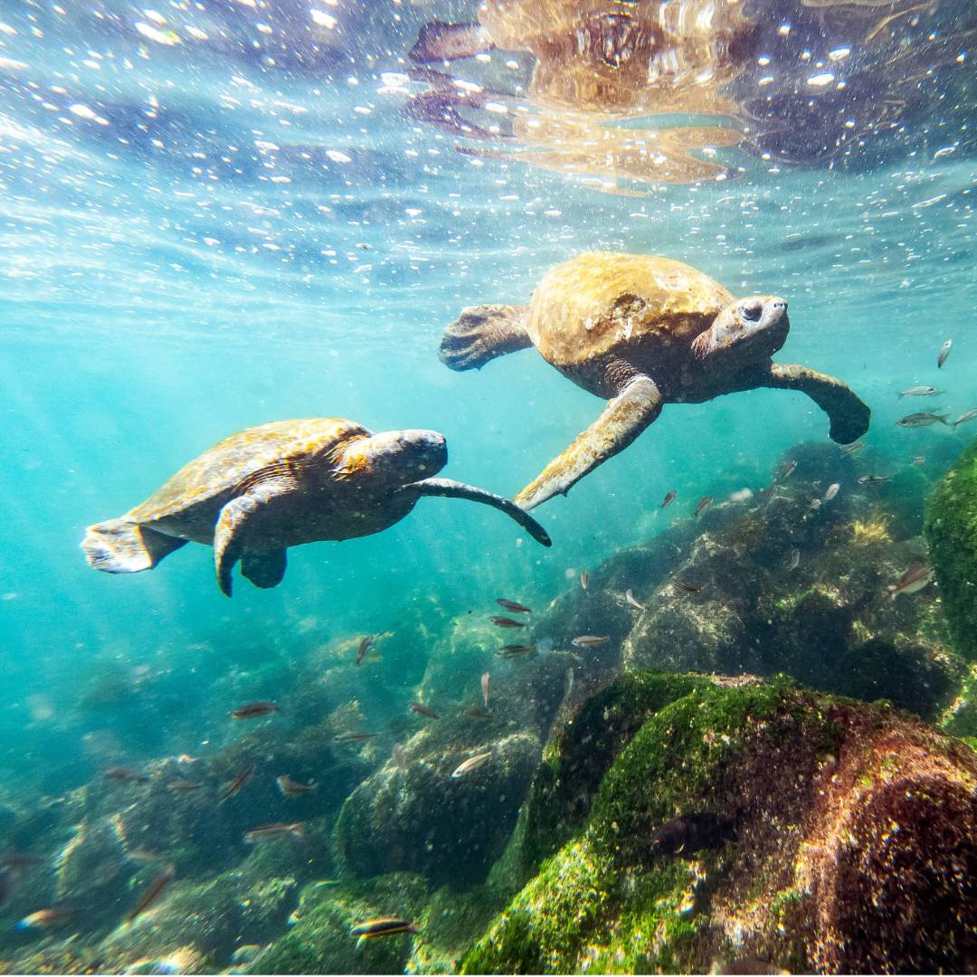 Sea Turtles