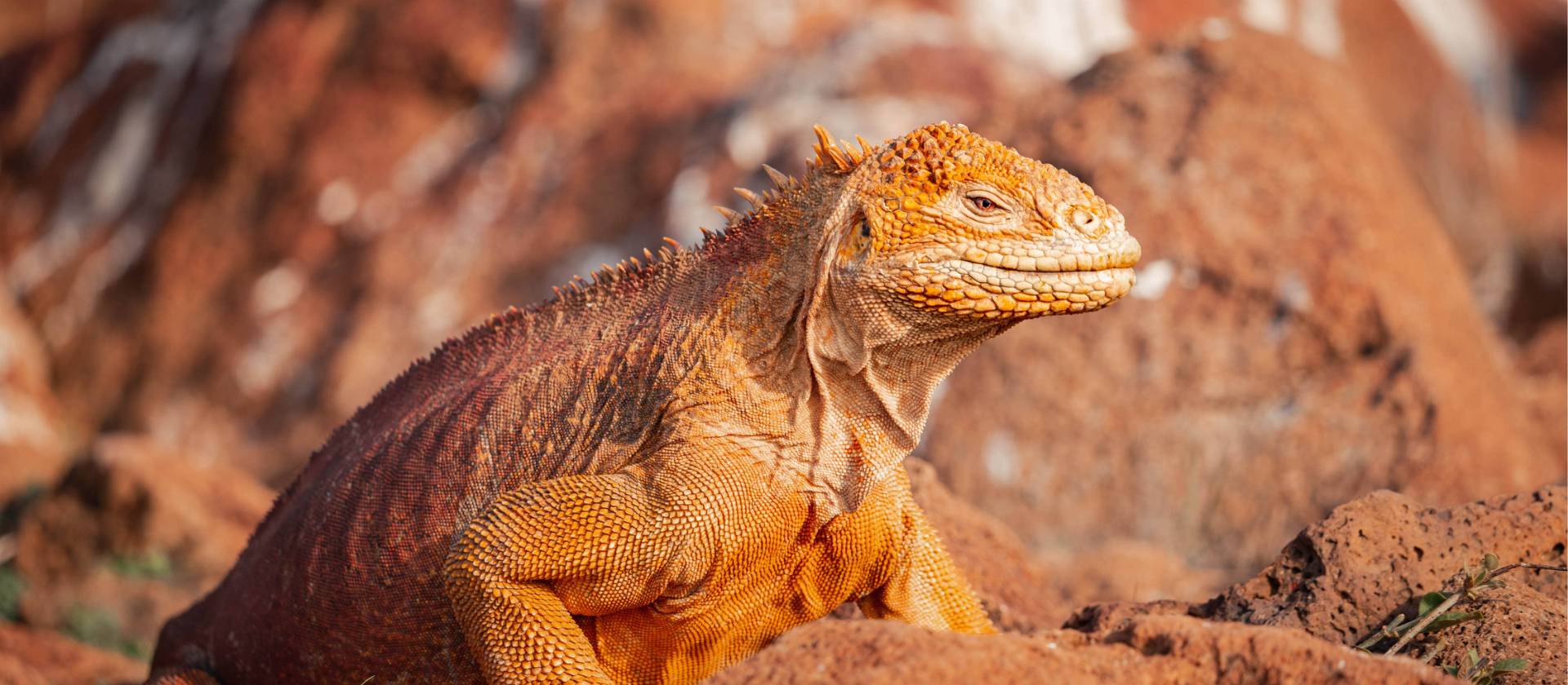 Perfect camouflage | Robb Leahy