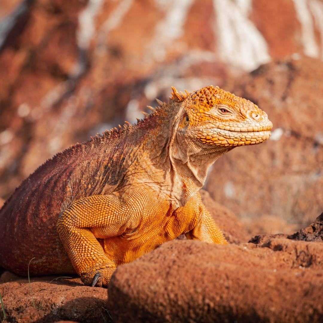 Perfect camouflage | Robb Leahy