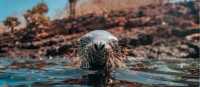 Peek a boo | Robb Leahy