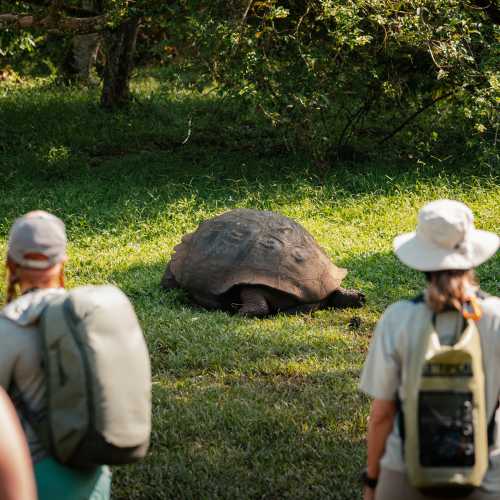 Giant Tortoise
