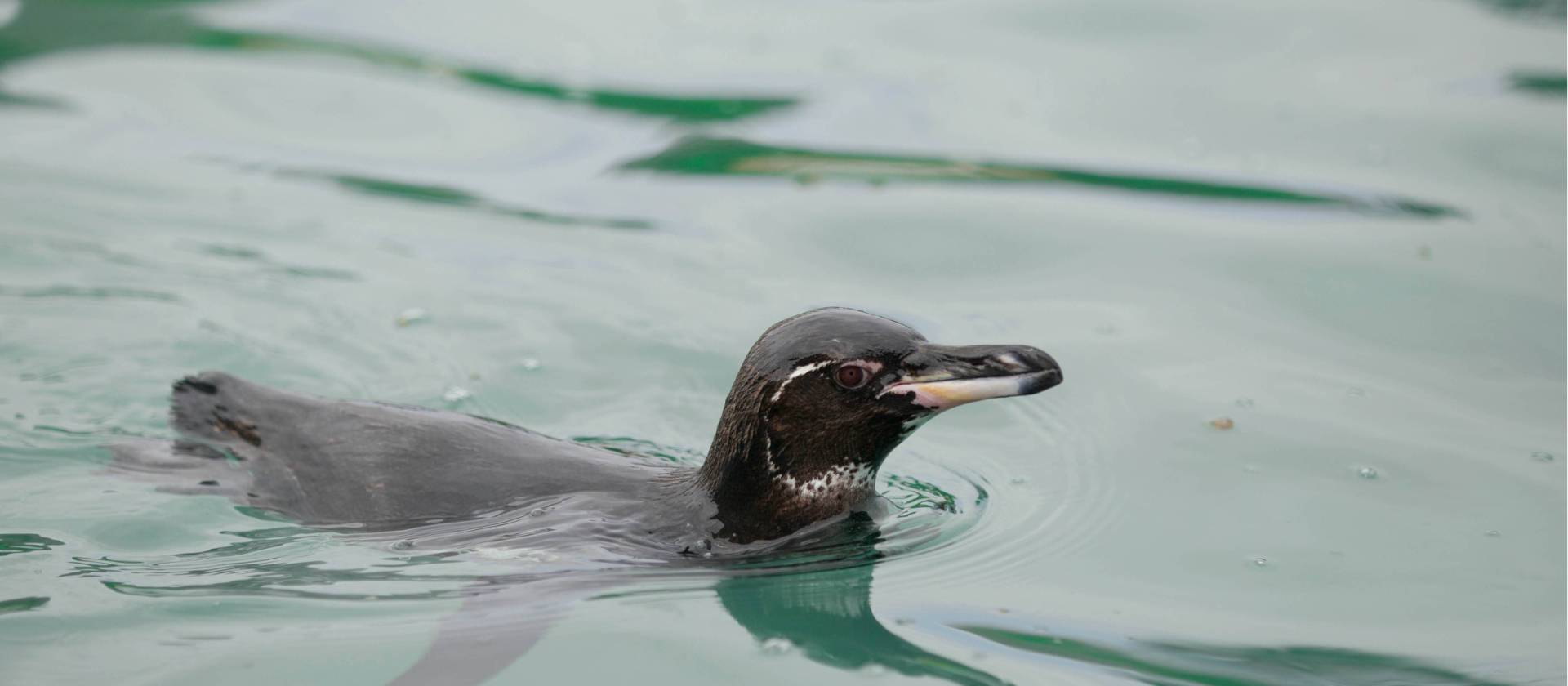 Galapagos Penguin | Yolanda Escobar