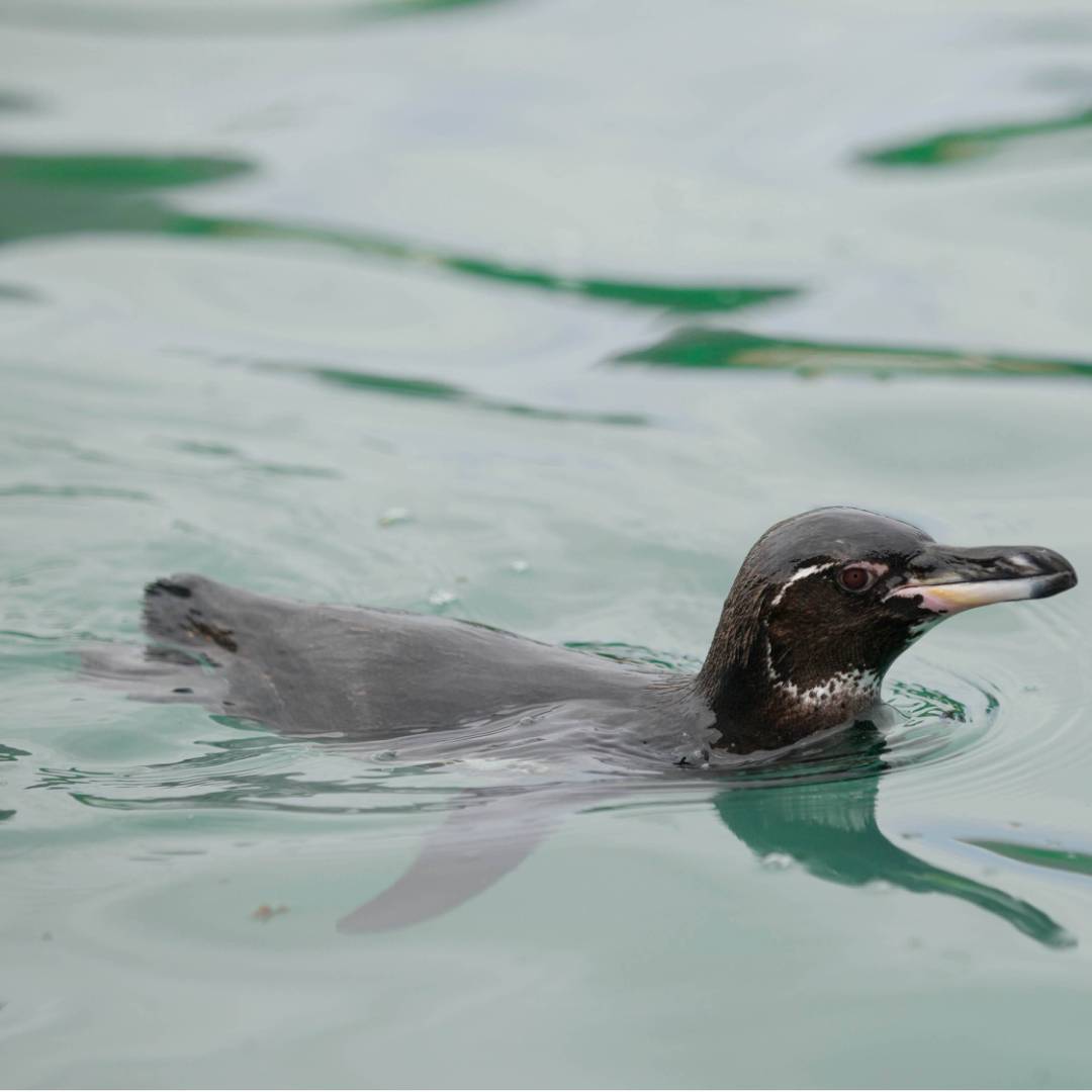 Galapagos Penguin | Yolanda Escobar