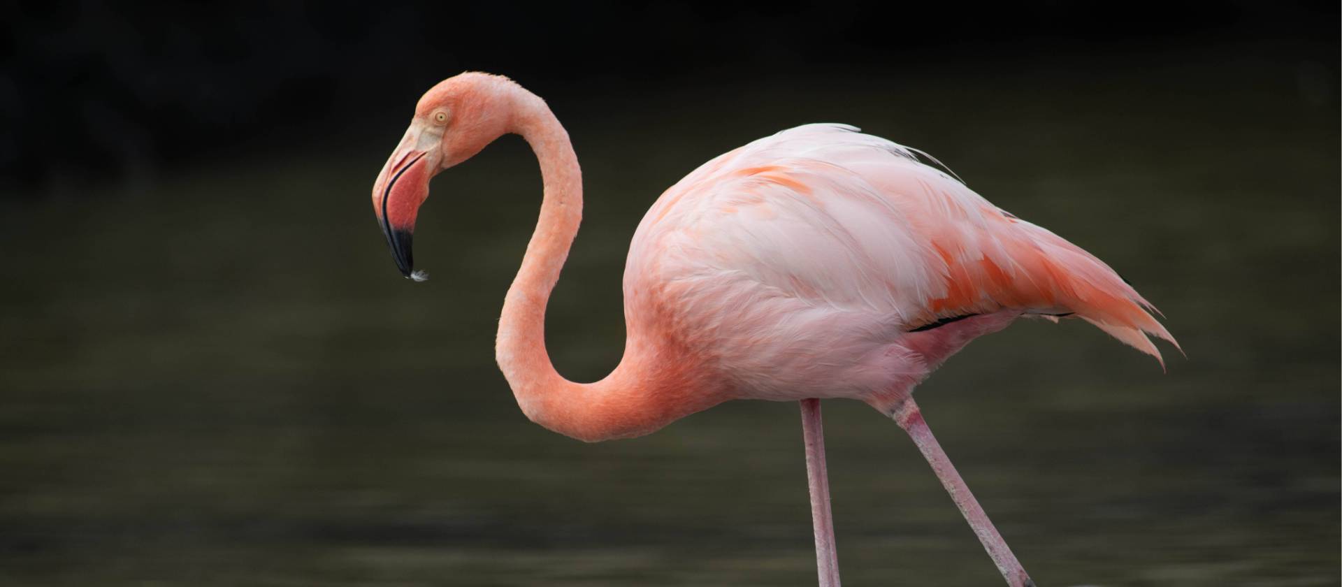 The vibrant Pink Flamingo's of the Galapagos Islands | Bernardo Sambra