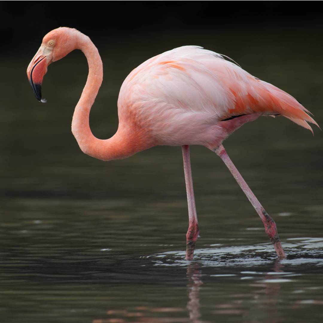 The vibrant Pink Flamingo's of the Galapagos Islands | Bernardo Sambra