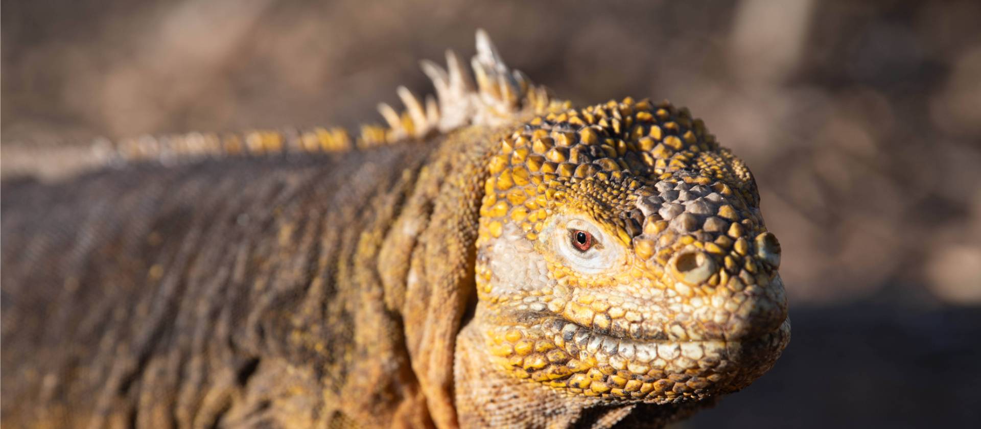 Land Iguana | Bernardo Sambra