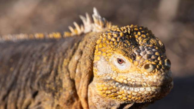 Land Iguana | Bernardo Sambra