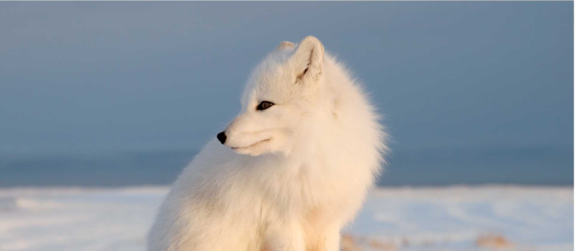 Arctic Fox on the tundra