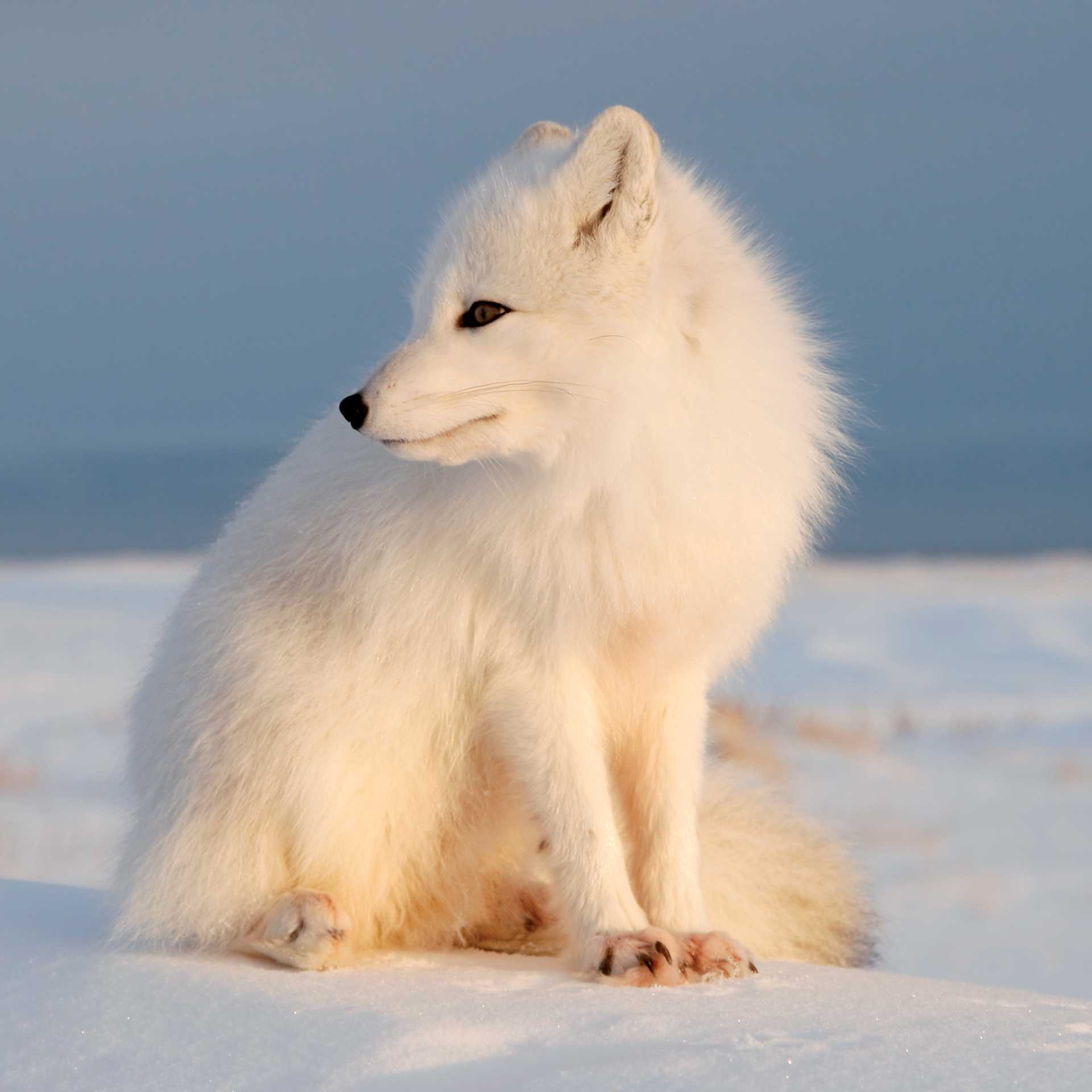 Arctic Fox on the tundra