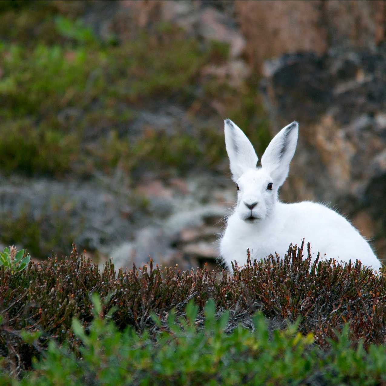 An Arctic Hare stays low on the tundra