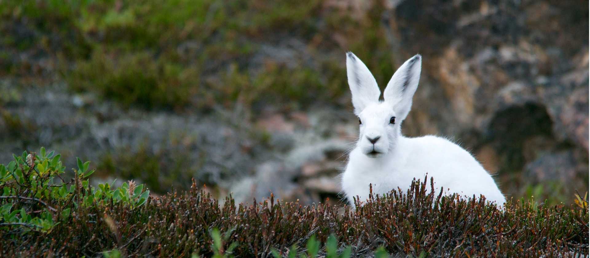 An Arctic Hare stays low on the tundra