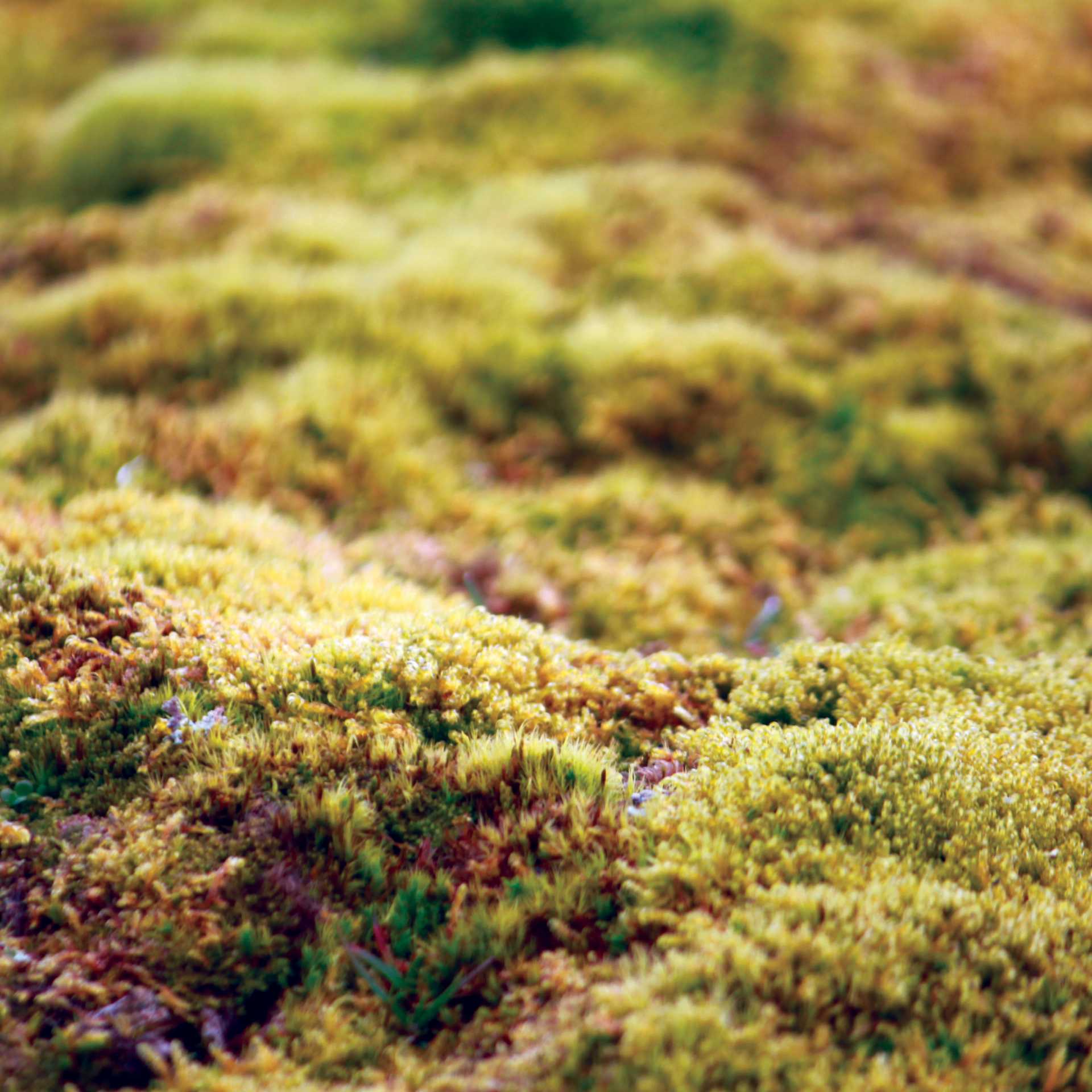 Beautiful colours of the tundra | Rachel Imber