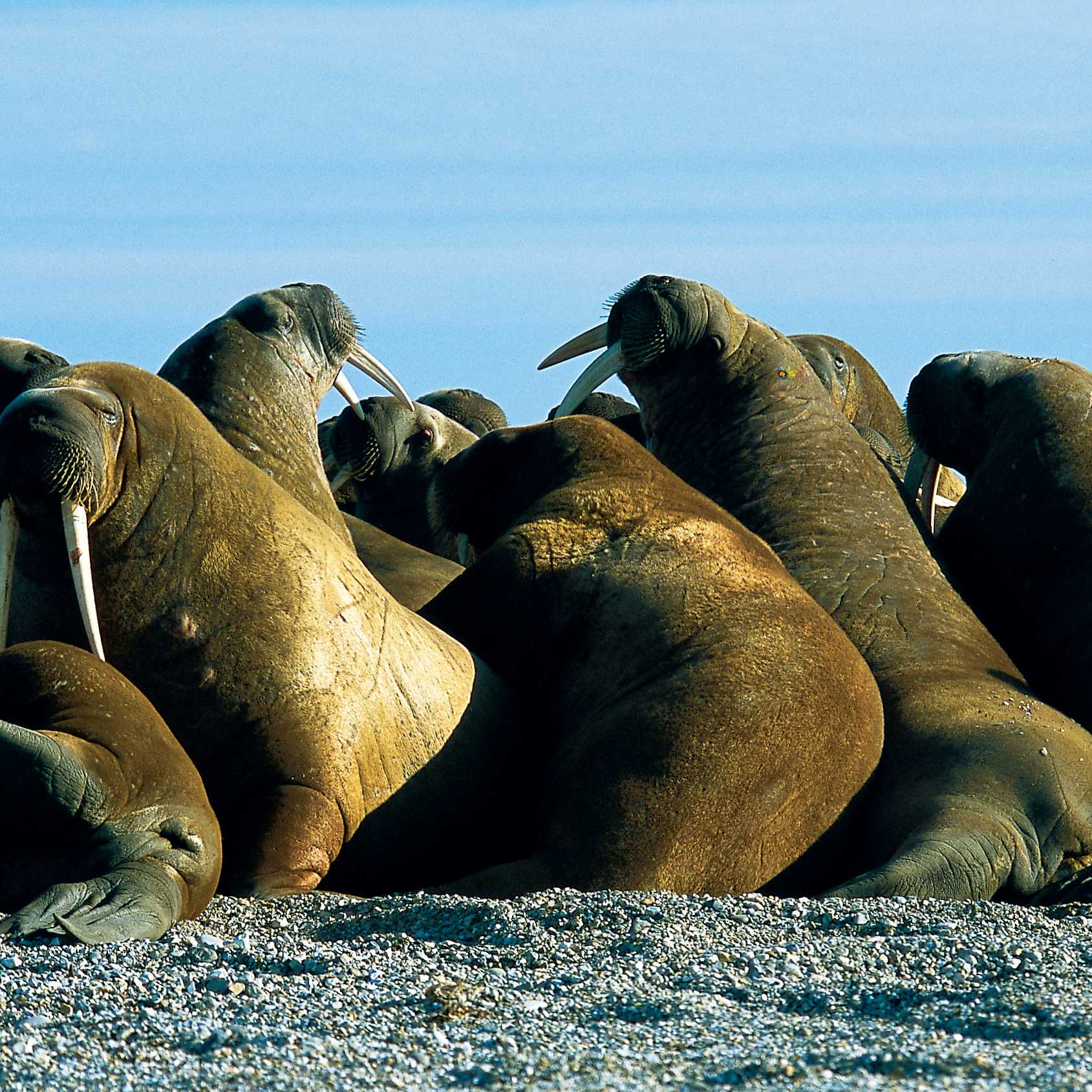 Svalbard is home to an incredible diversity of wildlife, such as the walrus | Al Bakker
