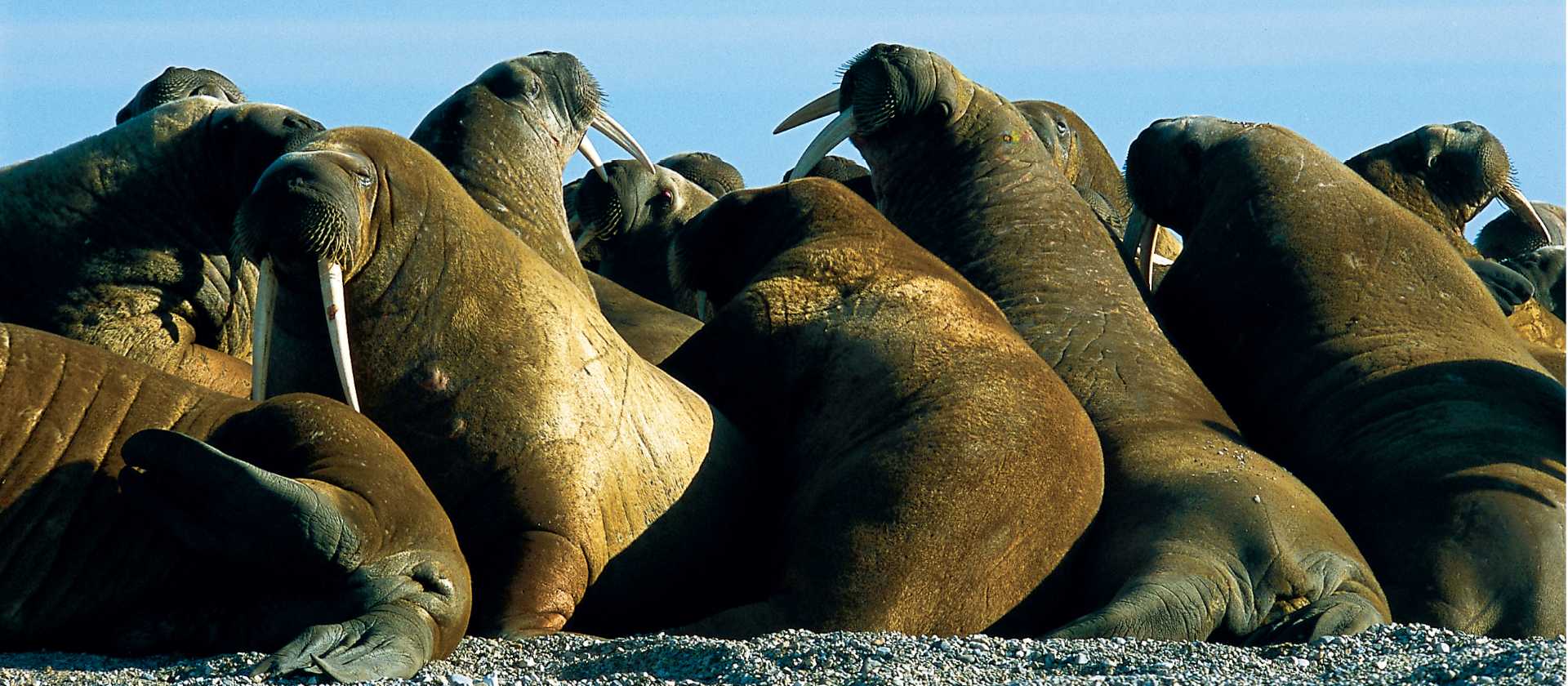 Svalbard is home to an incredible diversity of wildlife, such as the walrus | Al Bakker