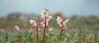 Delicate Northern Arctic flora | Fiona Windon