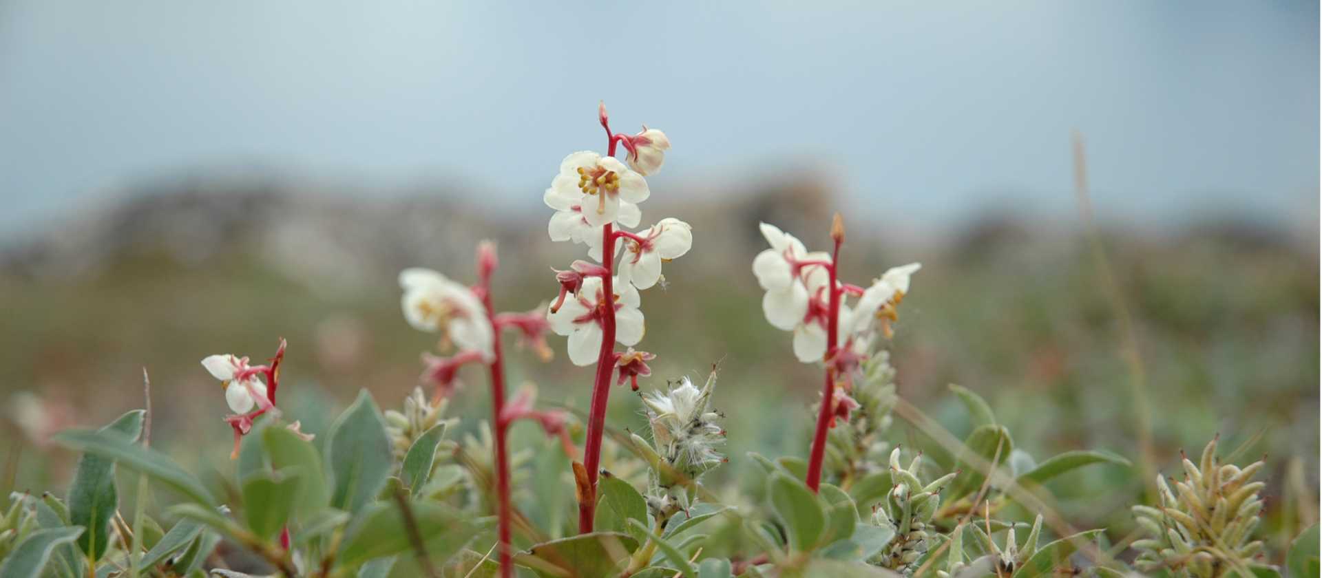 Delicate Northern Arctic flora | Fiona Windon