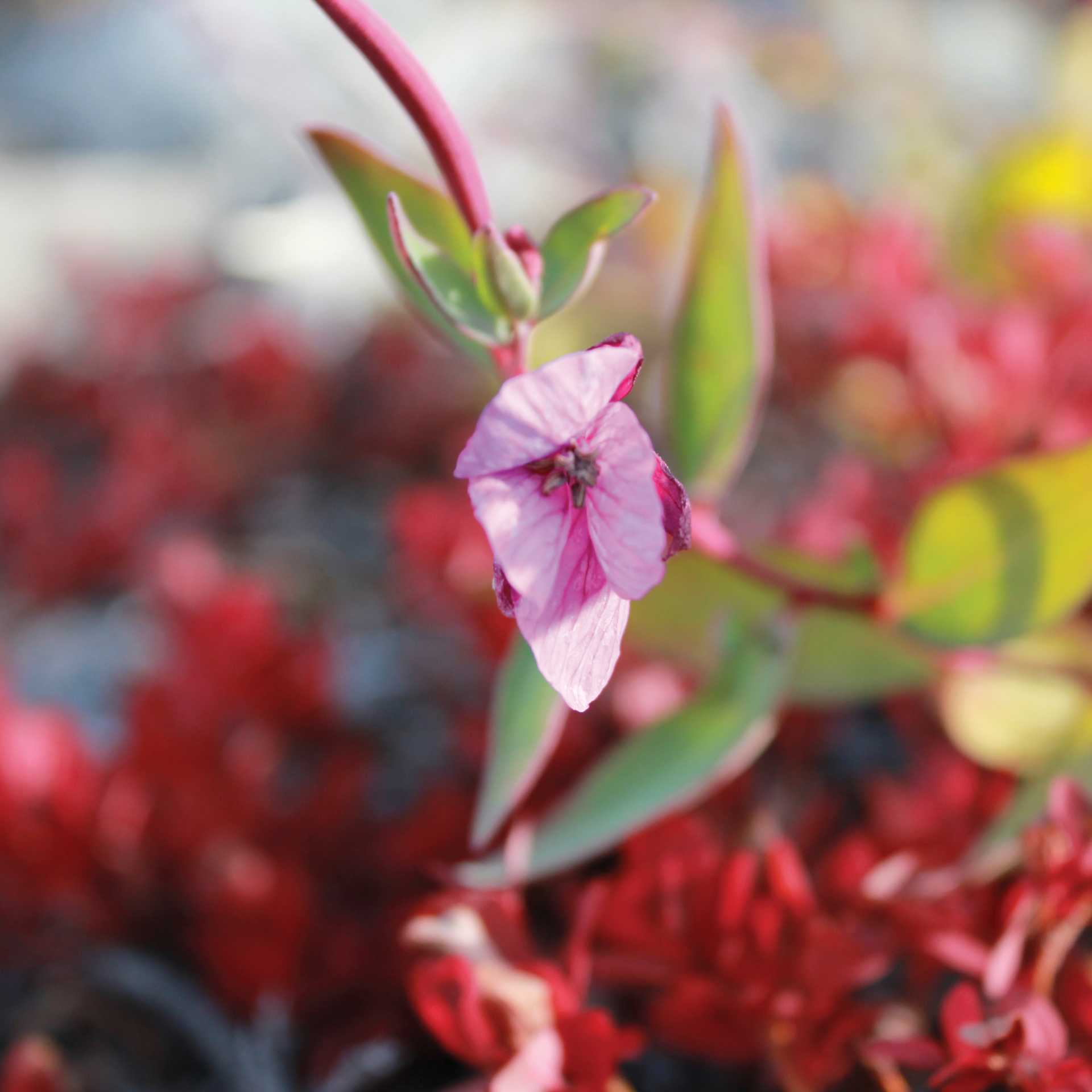 Arctic wild flower | Rachel Imber