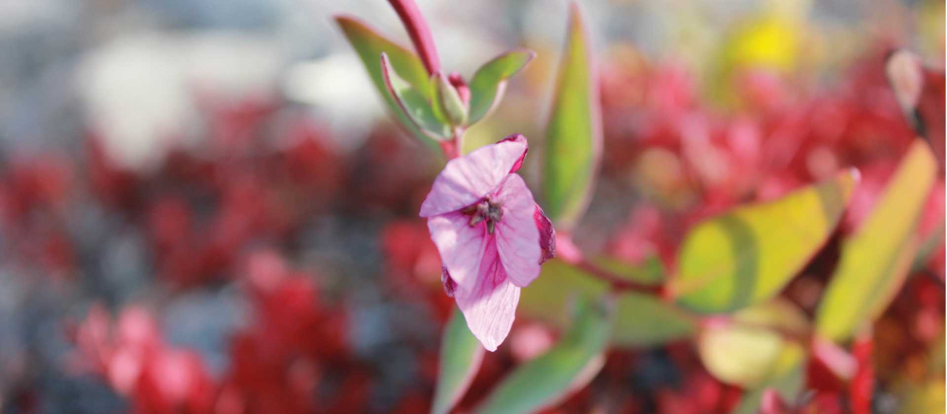 Arctic wild flower | Rachel Imber
