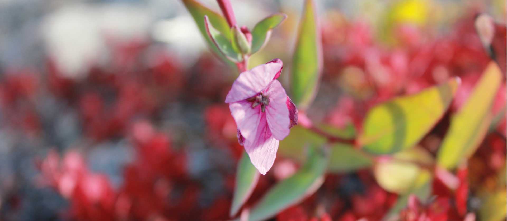 Arctic wild flower | Rachel Imber