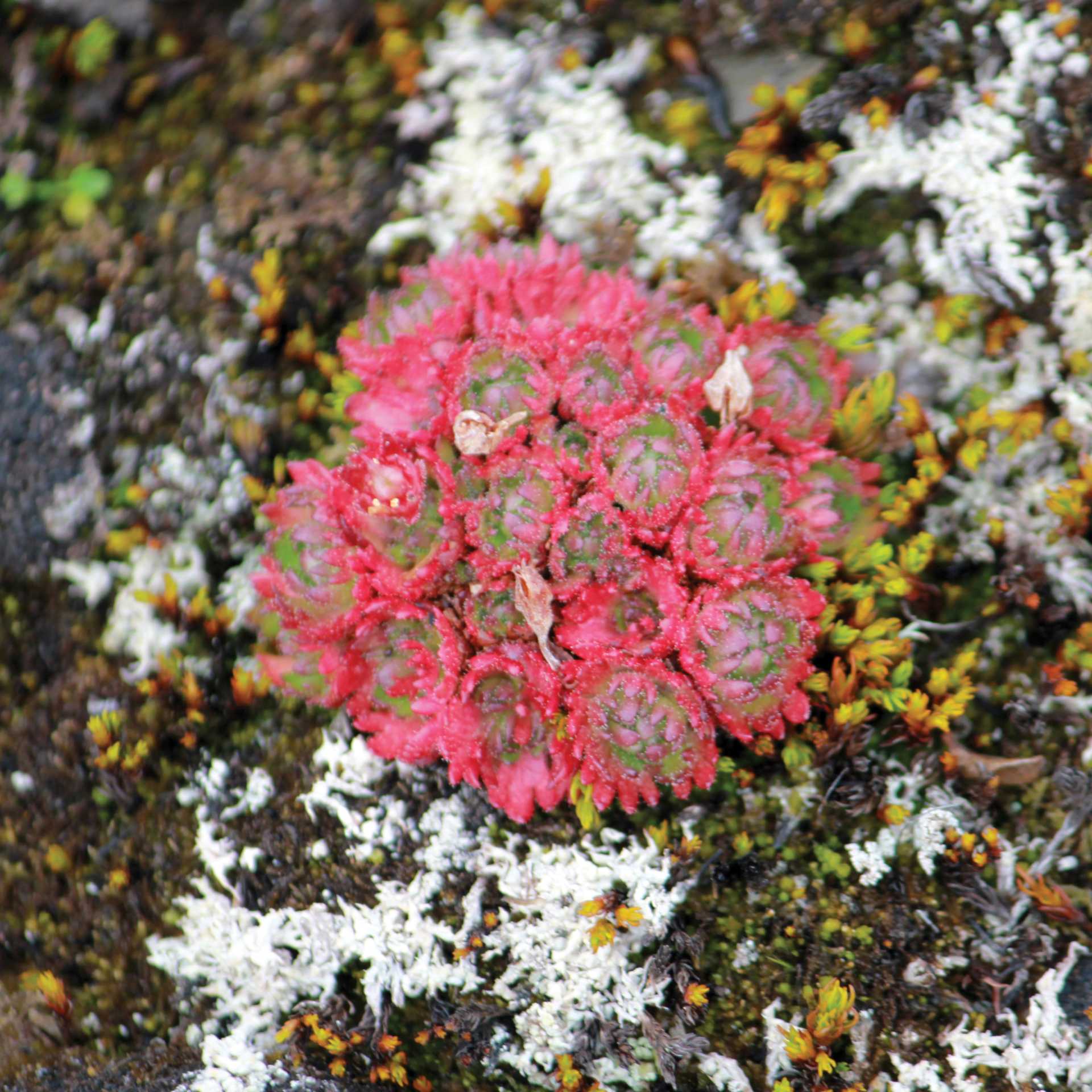 Arctic flower | Rachel Imber