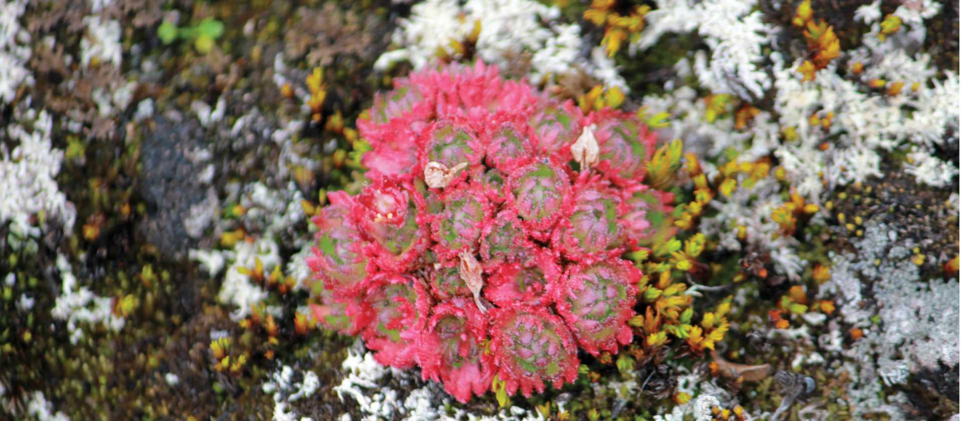 Arctic flower | Rachel Imber