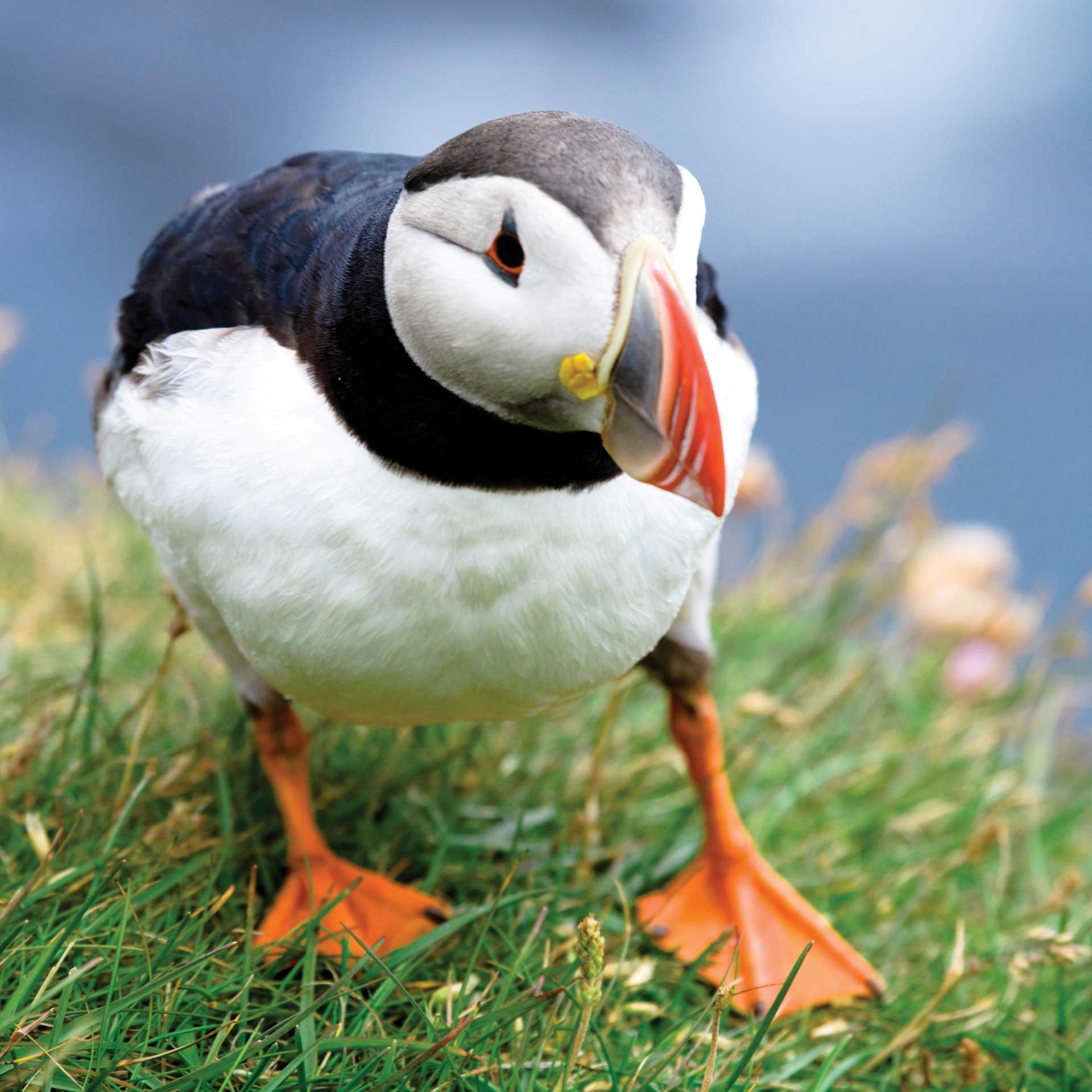 The Atlantic Puffin is the only puffin species to be found in the Atlantic Ocean