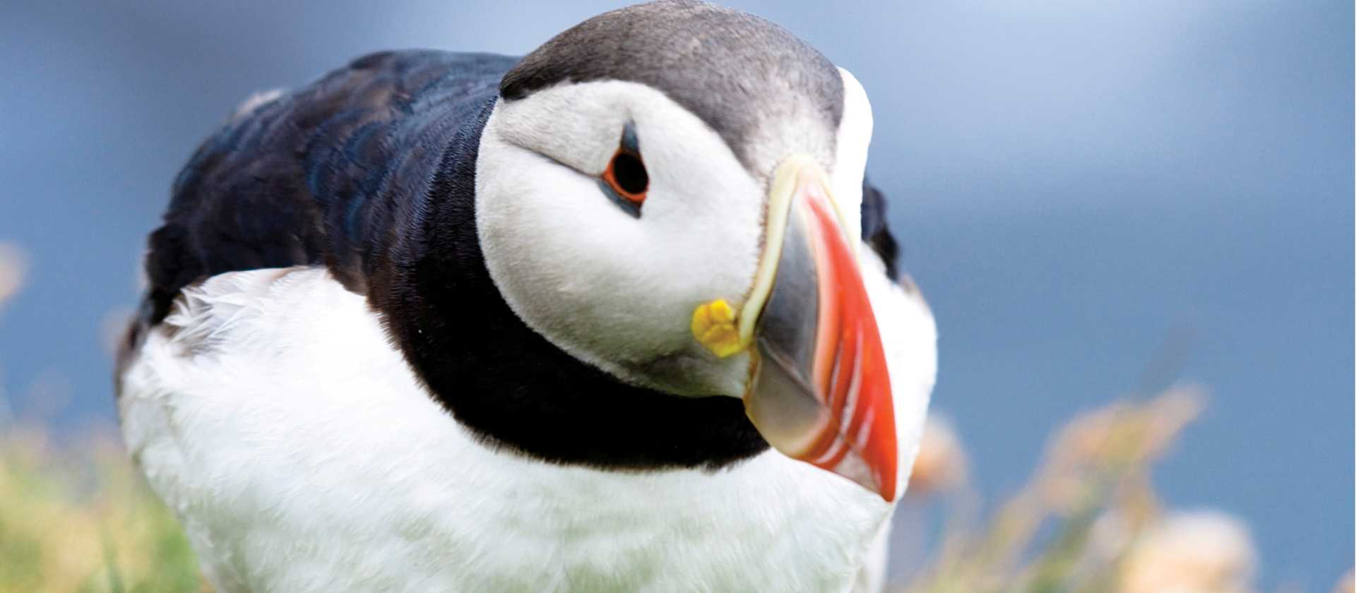 The Atlantic Puffin is the only puffin species to be found in the Atlantic Ocean