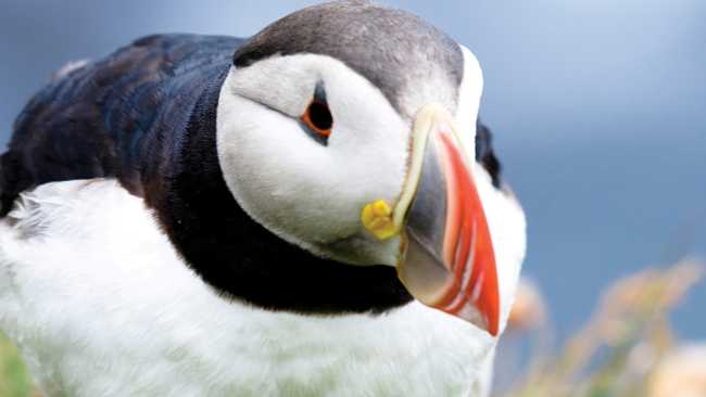 The Atlantic Puffin is the only puffin species to be found in the Atlantic Ocean