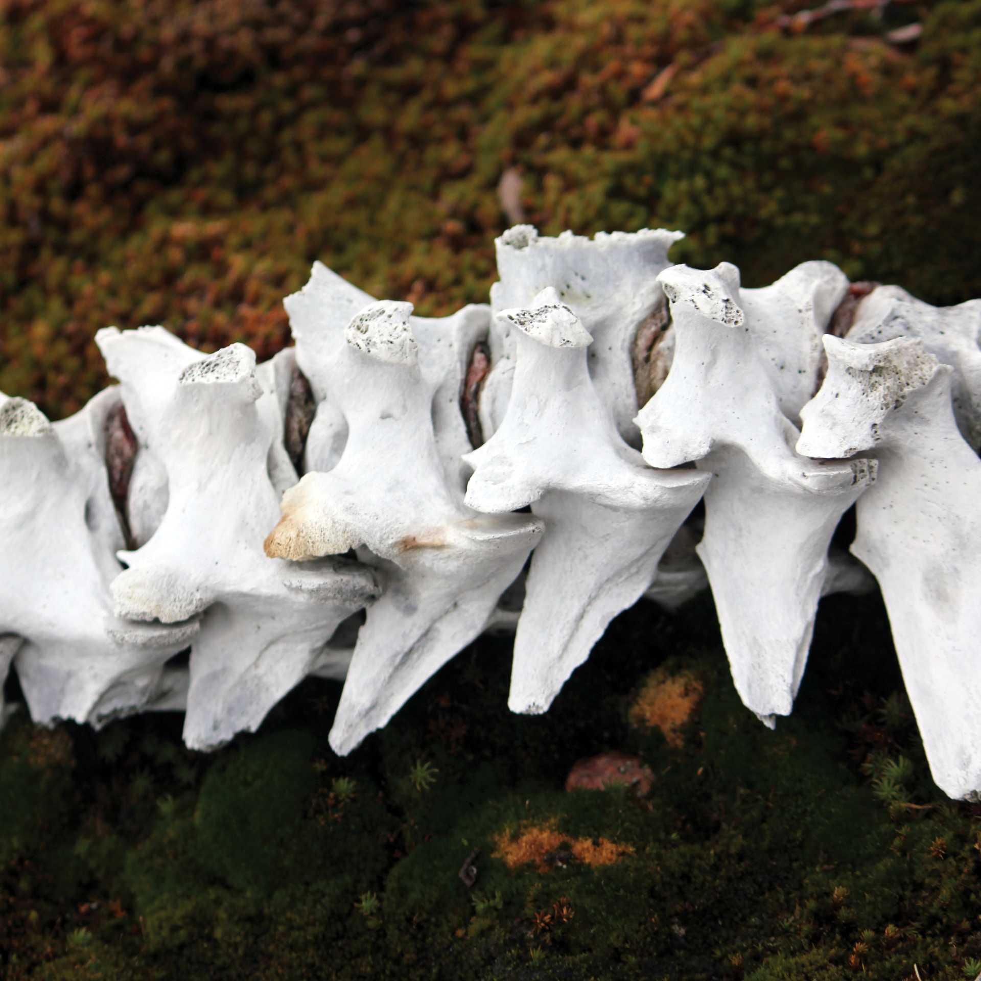 Muskox bones on the tundra, Greenland | Rachel Imber