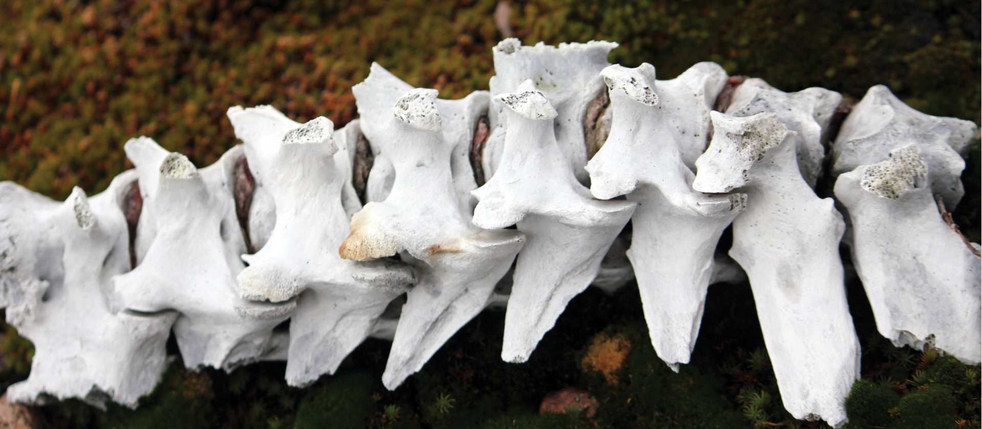 Muskox bones on the tundra, Greenland | Rachel Imber