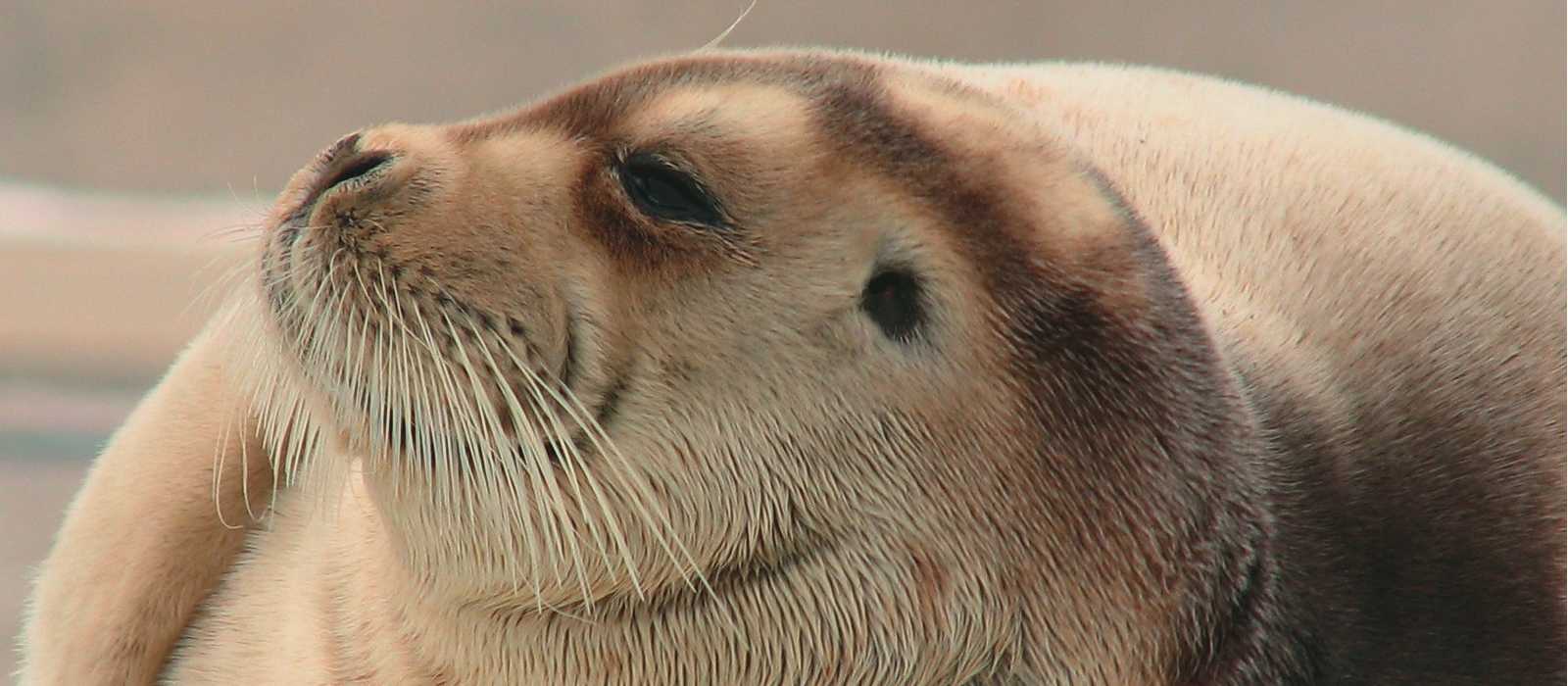 Fur seal in the Arctic | Brad Atwal