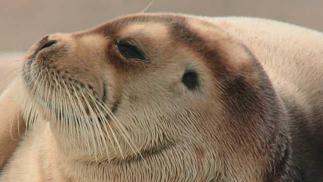 Fur seal in the Arctic | Brad Atwal