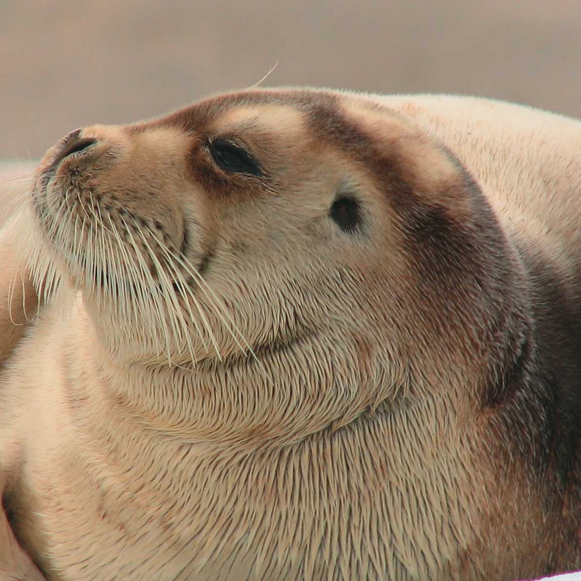 Fur seal in the Arctic | Brad Atwal