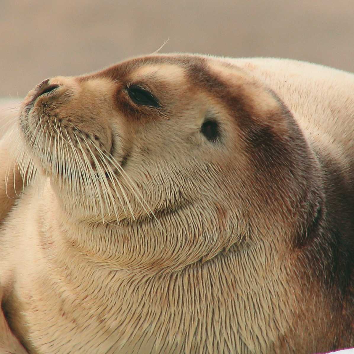 Fur seal in the Arctic | Brad Atwal
